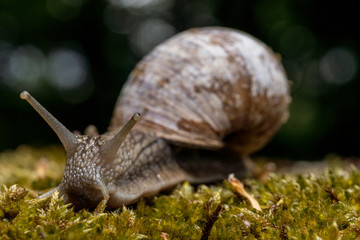 Weinbergschnecke auf Nahrungssuche