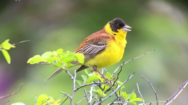 Bird Black-headed Bunting singing on a branch and perching after migration, Emberiza melanocephala. Close-Up shot
