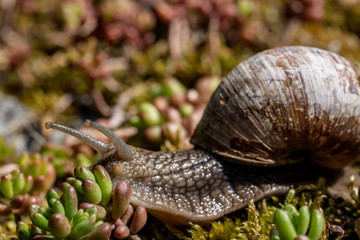Weinbergschnecke auf Nahrungssuche