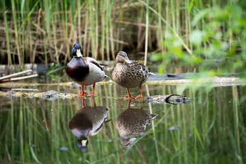 Pair of beautiful wild ducks on a log in a city park