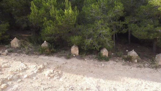 Pines Forest in Spain, Ni&ntilde;erola, Picassent, Valencia