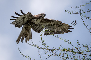 Red-tailed hawk in flight close-up shot
