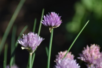 Blühender Schnittlauch