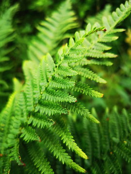 green fern leaves close up, Irish flora nature image