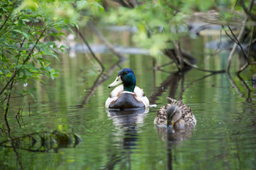 Obraz premium Pair of beautiful wild ducks on a log in a city park