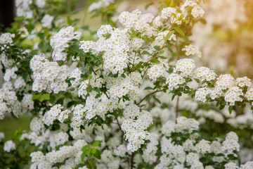 Spirea plum blossoms with white flowers with green leaves