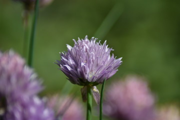 Blühender Schnittlauch