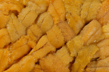 Japanese sea urchin in wooden tray , sushi and sashimi ingredients