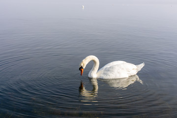 Swan swimming in a lake with the fog step estimates the morning.