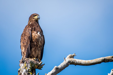 Juvenile bald eagle on a branch