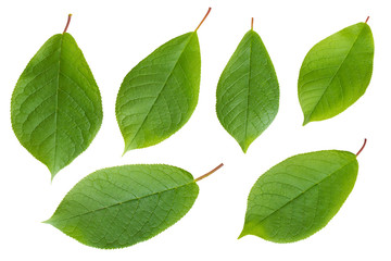 Obraz premium Bird cherry leaves isolated on white background.
