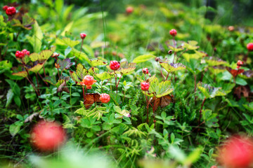 Cloudberry grow in the forest in Norway, wild berries and nothern berries