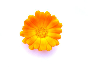 Beautiful orange calendula flower isolated on a white background close-up.
