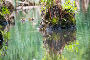 Wild ducklings in the pond of a city park