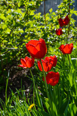Obraz premium red tulips in the garden
