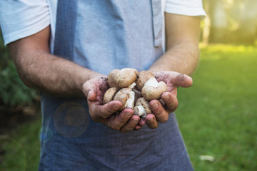 farmer with fresh gathered champignones