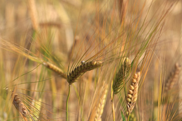 buğday tarlalarında hasat zamanı