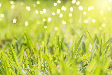 abstract spring background or summer background with fresh grass