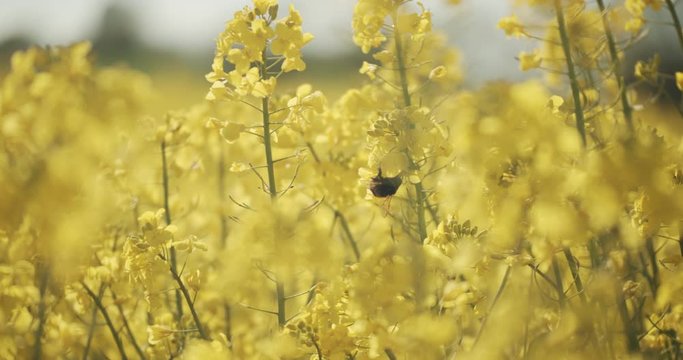 Bee Pollinating on Canola Flowers in an Open Rapeseed Field in Denmark