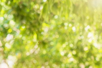 Fototapeta premium Green bokeh out of focus background from nature forest