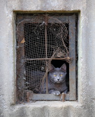 cat in basement window