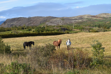 Free range Icelandic horses in the fields. Dry yellow Autumn grass