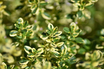 Zitronen-Thymian (Thymus citriodorus)