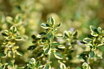 Zitronen-Thymian (Thymus citriodorus)