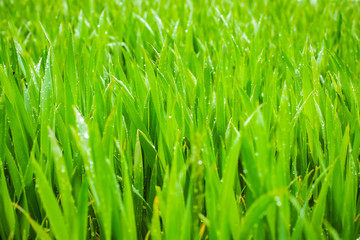 Fototapeta na wymiar Young wheat, green field in spring