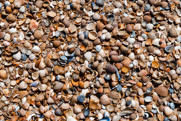 Many different seashells on the beach, background 