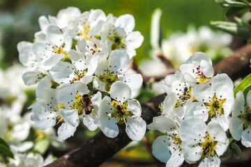 A bee flies near an apple tree blossom in the spring and pollinates it