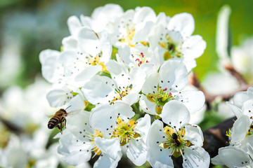 A bee flies near an apple tree blossom in the spring and pollinates it