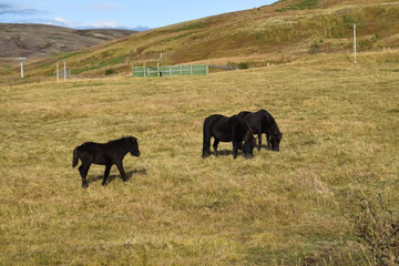 Free range Icelandic horses in the fields. Dry yellow Autumn grass