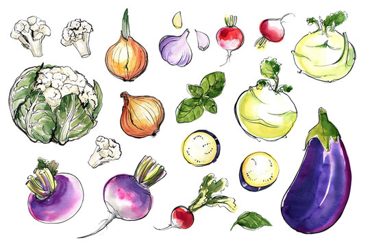 Color sketch watercolor vegetables. Food drawing. Eggplant, cauliflower, kohlrabi, onion, turnip, radish, garlic, basil