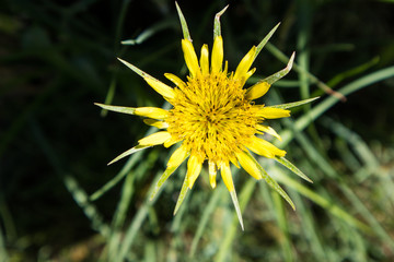Yellow Salsify Flower