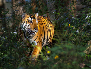 tiger in the jungle