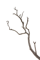 Dry branch of dead tree with cracked dark bark.beautiful dry branch of tree isolated on white background.Single old and dead tree.Dry wooden stick from the forest isolated on white background .