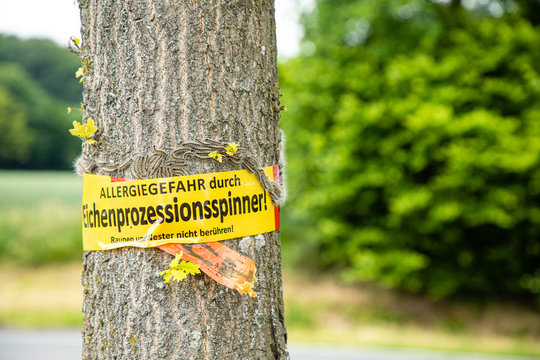tree with text vorsicht allergiegefahr durch eichenprozessionsspinner Raupen und Nester nicht ber&uuml;hren, in englisch beware of danger of allergy due to the oak procession spinner