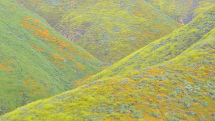 Close Up of Superbloom Orange Yellow Green Purple Wildflowers in Lake Elsinore, California, United States