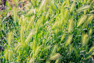 Young meadow grass with fluffy ears. In the light of the sun's warm rays. Light green juicy light. The background is blurred.