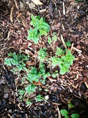 Monarda Didyma Growing  Goldmelisse