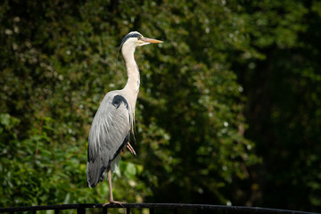 A grey heron standing on a bridge