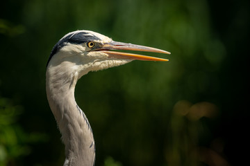 A portrait of a grey heron in direct sunlight