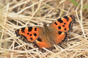 Nymphalis polychloros. Butterfly Large tortoiseshell sitting on the ground with wings open. 