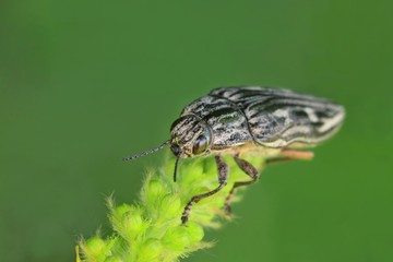 Beetle - Flatheaded pine borer (Chalcophora mariana) on the plant.