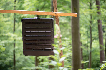 Borkenkäferfalle im Wald, Lockstoffeinsatz um die Vermehrung des Buchdruckers zu bekämpfen.