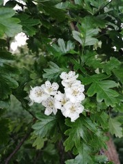 white flowers on tree