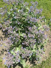 Obraz premium Borage in Spring