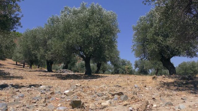 Olive grove on a hot summer day. Europe, Greece.