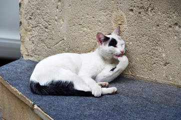White cat sits against the wall of the house on Ilyas Efendiev street in the old town of Icheri Sheher in autumn. Azerbaijan, Baku city